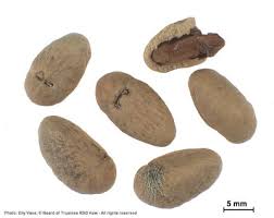 Image result for Canthium glaucum