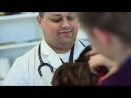 Looking for animal care veterinary hospitals pet care & boarding? Veterinarian In American Fork Ut Utah Veterinary Hospital