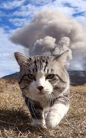 We did not find results for: Animals Phone Wallpapers Top Free Animals Phone Backgrounds Wallpaperaccess