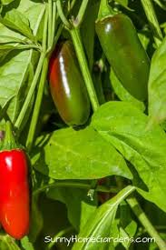 Mature jalapeños are 2 to 3 inches in length and are typically picked and consumed while still green. How To Grow Jalapeno Peppers Sunny Home Gardens