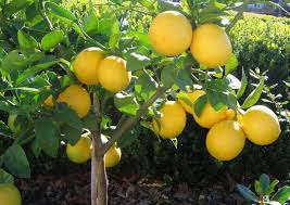 Proper balanced nutrition is important in all crops; 12 Popular Fruit Bearing Trees That Are Easy To Grow The Self Sufficient Living