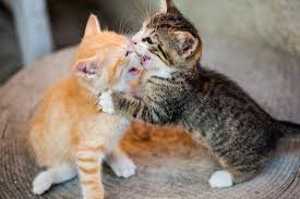 How to stop a cat from being needy. How To Stop My Cat From Bullying My Other Cat Why And What To Do About It