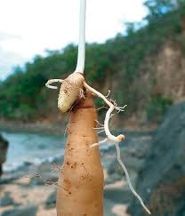 Image result for Dioscorea quartiniana