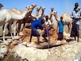 Wild camels have wreaked havoc across the outback since they were first introduced in the 1840s to help explorers navigate the vast. Afropop Worldwide Lidwien Kapteijns Love Songs At The Dawn Of Somalia