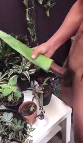 Plant Fuck - ThisVid.com