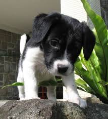 Black And White Border Collie Beagle Mix Border Collie Beagle Mix I Like To Think This Is What Gracie Looked Like When She Was A Puppy Beagle Mix Puppies Collie Puppies Mixed Breed Dogs