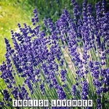 Yandex.translate works with words, texts, and webpages. English French Lavender Seed Free Shipping Shopee Malaysia