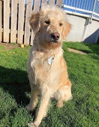 Maybe you would like to learn more about one of these? Doodle Facts Ponsonby Poodle Doodles