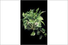 The ivy arum, also called golden pothos and devil's ivy, is a member of the araceae family. Devils Ivy Aspca