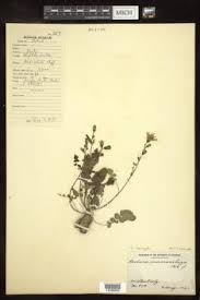 Image result for Lactuca imbricata