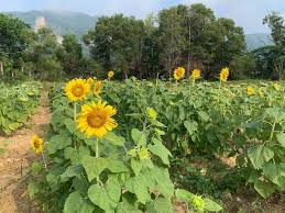 Ladang bunga matahari di bagan datuk, perak. Ladang Bunga Matahari Jadi Tarikan Di Perlis