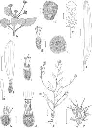 Image result for Arctotheca populifolia