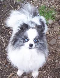 Black And White Spotted Dog With Blue Eyes Blue Merle Pomeranian With Beautiful Blue Eyes Pomeranian Puppies With Blue Eyes Blue Merle Pomeranian Merle Pomeranian