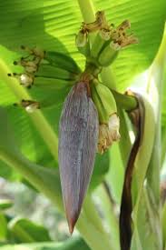 Image result for Musa paradisiaca