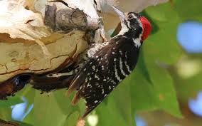 Woodpeckers are a unique type of bird. Nuttall S Woodpecker Audubon Field Guide