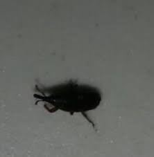 Kleine Schwarze Kafer Ungeziefer Ratgeber