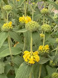 Image result for Phlomis fruticosa
