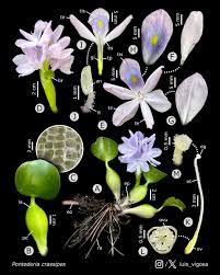 Image result for Pontederia crassipes