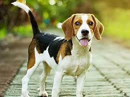 Races A Eviter Lorsque Vous Songez A Acheter Un Chien Dog Breeds Dog Breed Quiz Beagle Dog