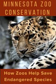 Minnesota Zoo Conservation How Zoos Help Endangered Species Endangered Species Endangered Endangered Animals