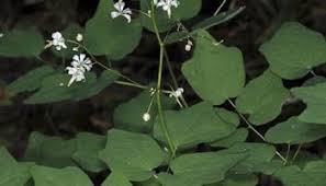 Image result for Blyxa hexandra