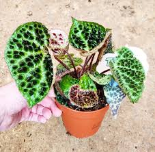 Image result for Berkheya ferox