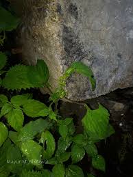 Image result for Acalypha brachystachya