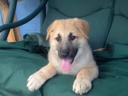 We did not find results for: Golden German Shepherd Puppies Petsidi