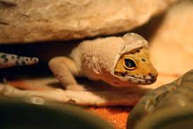 Check spelling or type a new query. Why Do Leopard Geckos Eat Their Shed Skin Reptile Craze