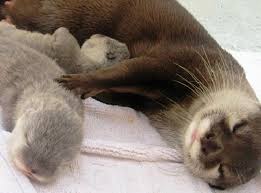 Looking for a pet friendly campground in florida? Experience Kissimmee Florida Elitevacationhomes Com Baby Otters Baby Animals Animals Beautiful