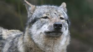 Recommended relevancy popularity rating date. Tote Schafe Im Landkreis Neumarkt Wolf Verantwortlich Br24