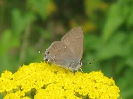 Image result for Satyrium sceptrum
