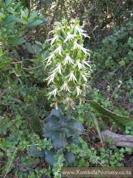 Image result for Bonatea antennifera