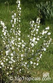 Flowering almond bush, the whole bush is covered with these small pink ruffle flowers. Prunus Glandulosa Prunus Japonica Cerasus Glandulosa Chinese Bush Cherry Chinese Plum Korean Cherry Dwarf Flowering Almond Toptropicals Com