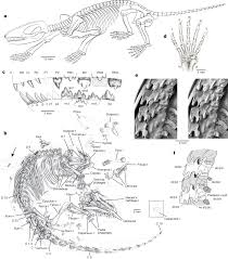 An alternative to shampooing and conditioning for men. A Cretaceous Eutriconodont And Integument Evolution In Early Mammals Nature