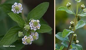 Image result for Lippia javanica