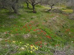 Pin By Hassan Tarhini On Flowers And Plants In South Lebanon ازهار ونباتات في جنوب لبنان Plants