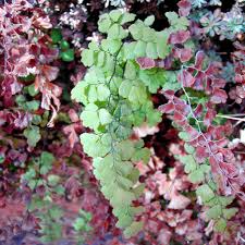 Image result for Adiantum poiretii