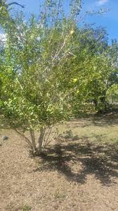 Image result for Strychnos innocua