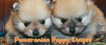 This fear period is believed to be tied to Pomeranian Growth Stages And Pomeranian Puppy Stages Explained