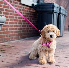 Lucy Miniature Goldendoodle 4 M O S 6th Spruce St Philadelphia Pa Kopek Hayvan