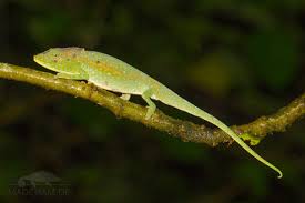 Image result for Galeomma