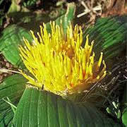 Image result for Daubenya