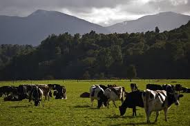 Check spelling or type a new query. Australian Live Cattle Exports Will Lift With Nz Banning Live Trade Industry Analyst Abc News
