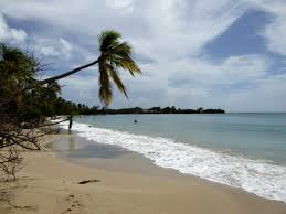 Freie kommerzielle nutzung keine namensnennung top qualität. Traumhafte Strande Auf Martinique Unter Palmen