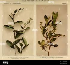 Image result for Chamaeclitandra