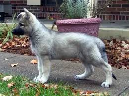 The cheapest offer starts at £250. Silver Sable German Shepherd Looks Just Like My Baby Girl When I First Got Her Sable German Shepherd Puppies German Shepherd Puppies Sable German Shepherd
