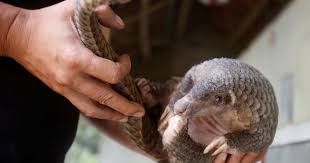 Sabah's pygmy elephants are a protected species under schedule 1 of the state's wildlife conservation enactment 1997. Sabahan Nabbed For Trying To Sell Endangered Pangolin Through Whatsapp Malaysia Malay Mail