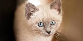 J'ai fait faire les tests d'allergie et on m'a dit que j'étais allergique aux chats et j'en ai toujours eu 2 et je ne me suis jamais faite désensibiliser; Un Vaccin Contre Les Allergies Aux Chats Bientot Sur Le Marche Le Point