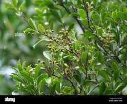 Image result for Scolopia rhamniphylla